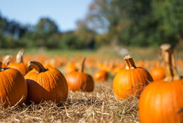 Bye, bye summer. Hello fall!